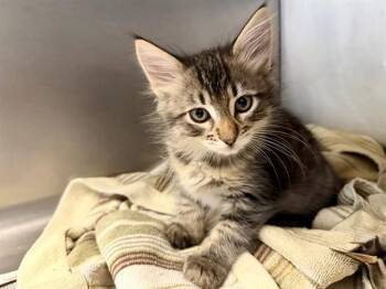 ARTEMIS -  Domestic Medium Hair Cat for Adoption in Santa Rosa, California - ARTEMIS | PetCurious