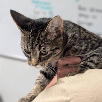 Tiana -  Domestic Short Hair Cat for Adoption in Canton, Illinois - Tiana | PetCurious