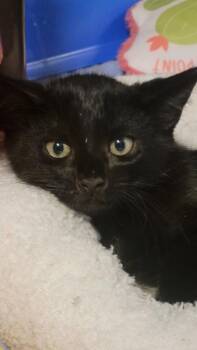 Solomon -  Domestic Short Hair Cat for Adoption in Metter, Georgia - Solomon | PetCurious
