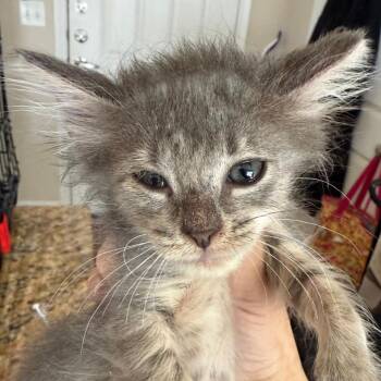 Rollins 13 -  Domestic Short Hair Cat for Adoption in Austin, Texas - Rollins 13 | PetCurious