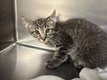KIMMIE -  Domestic Short Hair Cat for Adoption in Santa Fe, New Mexico - KIMMIE | PetCurious