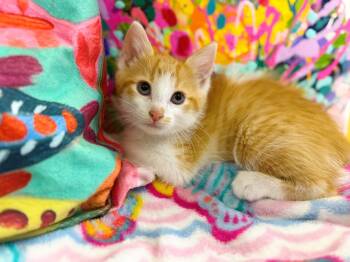 Rescue Domestic Short Hair Cats for Adoption in Effingham, Illinois - Zeb | PetCurious