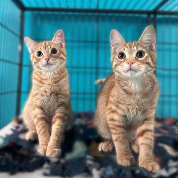 Jesse -  Domestic Short Hair Cat for Adoption in Davenport, Iowa - Jesse | PetCurious