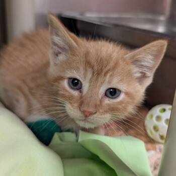 (Vet 6/11) Tango -  Domestic Short Hair Cat for Adoption in Huntsville, Arkansas - (Vet 6/11) Tango | PetCurious