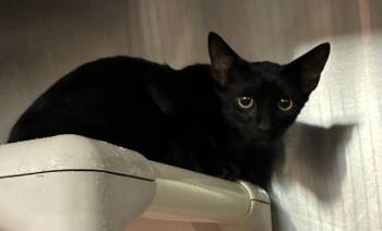 Black Hole Sun -  Domestic Short Hair Cat for Adoption in Richmond, Virginia - Black Hole Sun | PetCurious