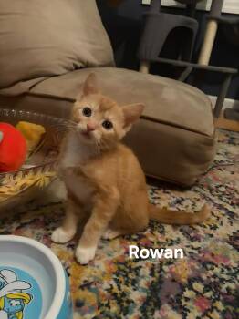 Rowan -  Domestic Short Hair Cat for Adoption in Chicopee, Massachusetts - Rowan | PetCurious