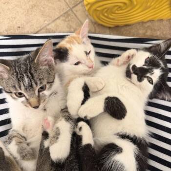 Amore -  Domestic Short Hair Cat for Adoption in Temecula, California - Amore | PetCurious