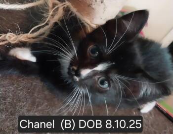 Rescue Tuxedo Cats for Adoption in Kankakee, Illinois - Chanel | PetCurious