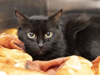 Domestic Short Hair Cats Available for Adoption in Phoenix, Arizona - KIKI | PetCurious