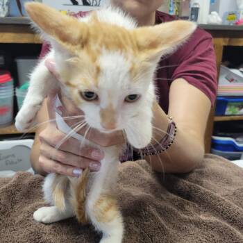 Fries -  Domestic Short Hair Cat for Adoption in Incline Village, Nevada - Fries | PetCurious