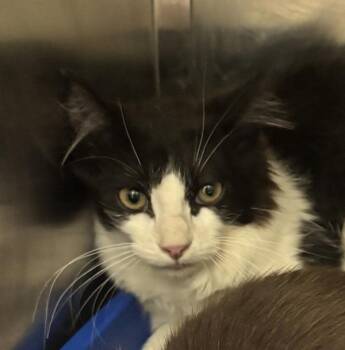 Sensei -  Domestic Short Hair Cat for Adoption in Golden, Colorado - Sensei | PetCurious