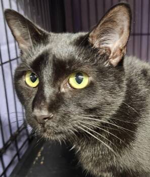 Rescue Domestic Short Hair and Bombay Cats for Adoption - Alex | PetCurious