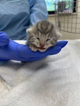 Nuri -  Domestic Short Hair Cat for Adoption in Raleigh, North Carolina - Nuri | PetCurious