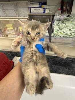 A226786 -  Domestic Short Hair Cat for Adoption in Woodland, California - A226786 | PetCurious