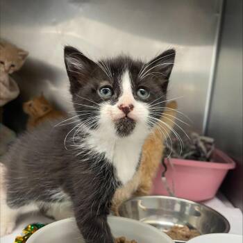 Whitaker FKA Dexter -  Domestic Short Hair Cat for Adoption in Philadelphia, Pennsylvania - Whitaker FKA Dexter | PetCurious