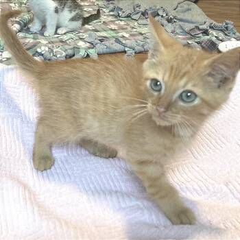 Floydinater -  Domestic Short Hair Cat for Adoption in Fredericksburg, Virginia - Floydinater | PetCurious