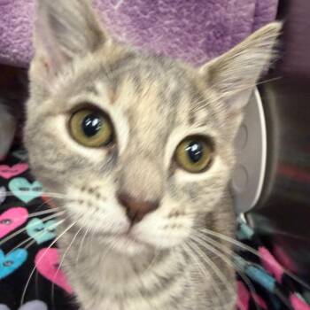 Chickadee -  Domestic Short Hair Cat for Adoption in Keizer, Oregon - Chickadee | PetCurious
