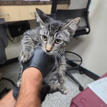 Michael Jackson -  Domestic Short Hair Cat for Adoption in Lakeland, Florida - Michael Jackson | PetCurious