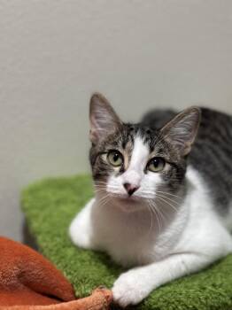 Domestic Short Hair Cats Available for Adoption in Dallas, Texas - Dawnmyst | PetCurious