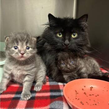 Hoji -  Domestic Short Hair Cat for Adoption in Naperville, Illinois - Hoji | PetCurious