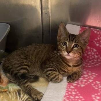 Lenny -  Domestic Short Hair Cat for Adoption in Chehalis, Washington - Lenny | PetCurious