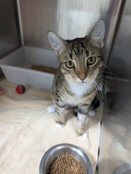 Rescue Domestic Short Hair Cats for Adoption in Leander, Texas - Sam | PetCurious