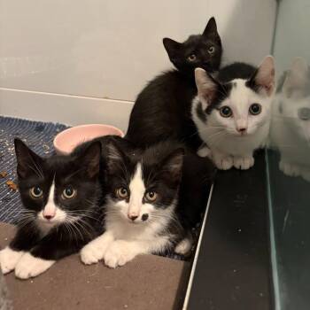 Pilot (Adventure) -  Domestic Short Hair Cat for Adoption in Charlotte, North Carolina - Pilot (Adventure) | PetCurious