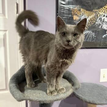 Earl Grey -  Domestic Medium Hair Cat for Adoption in Gibsonia, Pennsylvania - Earl Grey | PetCurious