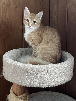 Robin -  Domestic Medium Hair Cat for Adoption in Timonium, Maryland - Robin | PetCurious