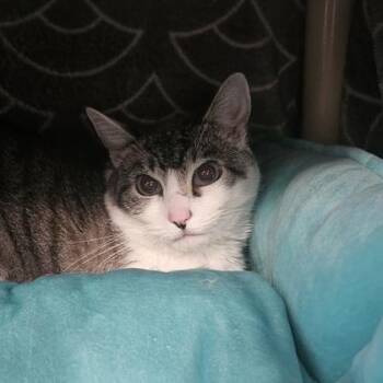 Luna -  Domestic Short Hair Cat for Adoption in Schenectady, New York - Luna | PetCurious
