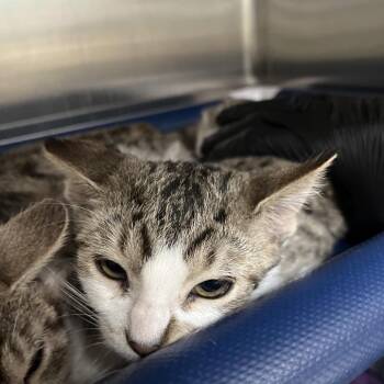 River -  Domestic Short Hair Cat for Adoption in Lakeland, Florida - River | PetCurious