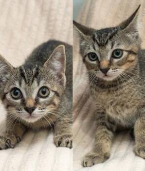 Domestic Short Hair Cats Available for Adoption in Encinitas, California - Junebug & Jackpot (Bonded Pair) | PetCurious