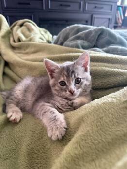 Lily -  Domestic Short Hair Cat for Adoption in Millcreek, Utah - Lily | PetCurious