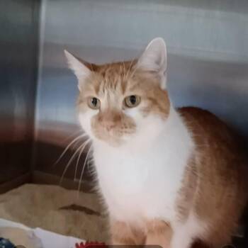 Queen Curtis -  Domestic Short Hair Cat for Adoption in Oak Park, Illinois - Queen Curtis | PetCurious