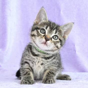 Domestic Short Hair Cats Available for Adoption in Mobile, Alabama - Wendy | PetCurious