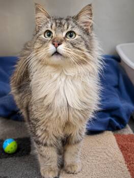 Boots -  Domestic Long Hair Cat for Adoption in Saint Clairsville, Ohio - Boots | PetCurious
