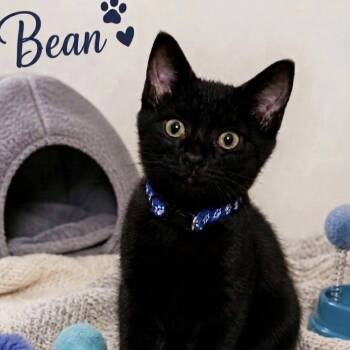 Bean -  Domestic Short Hair Cat for Adoption in Lutz, Florida - Bean | PetCurious