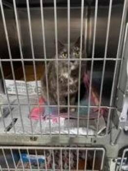 Domestic Medium Hair Cats Available for Adoption in Tiger, Georgia - Georgia | PetCurious