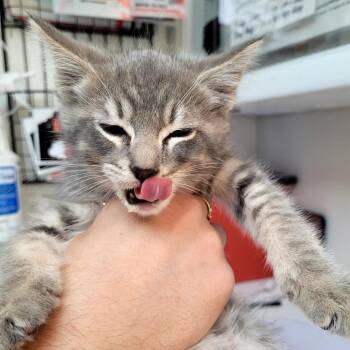 Silver -  Domestic Short Hair Cat Available for Adoption in Belfair, Washington - Silver | PetCurious