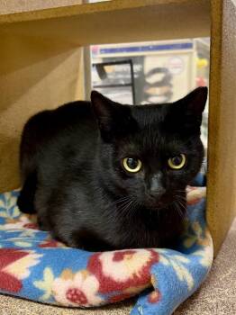 Amber -  Domestic Short Hair Cat Available for Adoption in Panama City, Florida - Amber | PetCurious