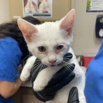 Lola Bunny -  Domestic Short Hair Cat for Adoption in Goleta, California - Lola Bunny | PetCurious