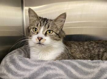 Squishy -  Domestic Short Hair and Tabby Cat for Adoption in Fargo, North Dakota - Squishy | PetCurious