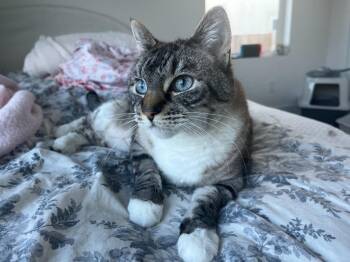 Domestic Short Hair Cats Available for Adoption in Millcreek, Utah - Beverly | PetCurious