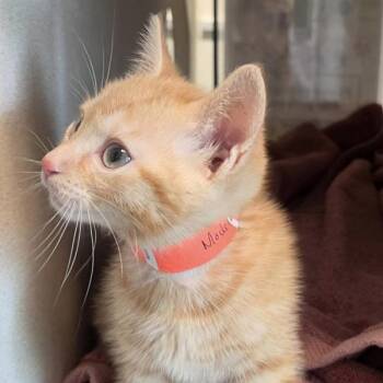 Domestic Medium Hair Cats Available for Adoption in Dublin, California - Modelo | PetCurious