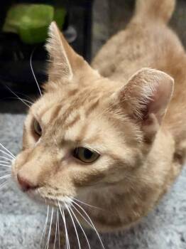 Rescue Domestic Short Hair Cats for Adoption in Chicago, Illinois - Sommer | PetCurious