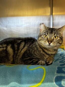 Domestic Short Hair Cats Available for Adoption in Roseville, California - Nia | PetCurious