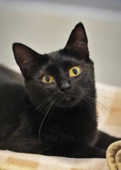 Ficus 60876 -  Domestic Short Hair Cat for Adoption in Aiken, South Carolina - Ficus 60876 | PetCurious