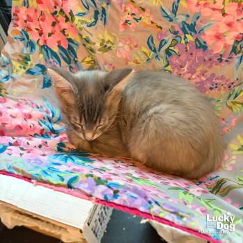 Alfie -  Domestic Short Hair Cat for Adoption in Washington, District Of Columbia - Alfie | PetCurious