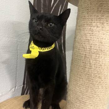 Rolo -  Domestic Short Hair Cat for Adoption in Clanton, Alabama - Rolo | PetCurious