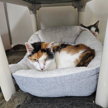Lucy -  Domestic Short Hair Cat for Adoption in Ridgely, Maryland - Lucy | PetCurious